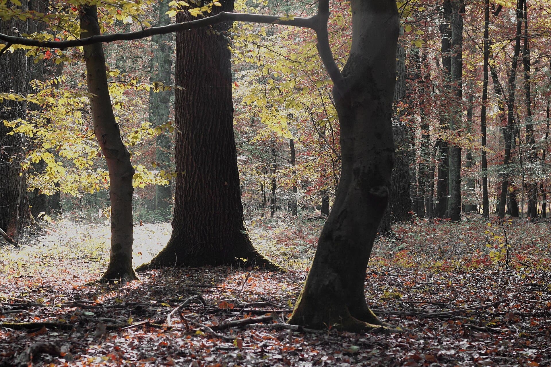 Bosque mixto diverso en otoño